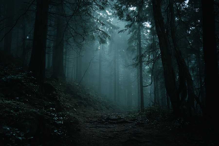 Квест в реальности Slenderman от компании Молчание Квест в реальности Slenderman от компании Молчание